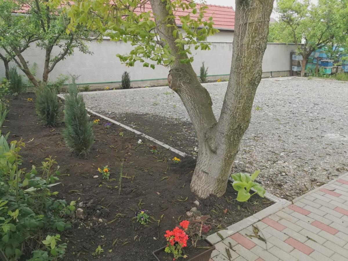 Pensiunea Albina Sinnicoara Exterior photo
